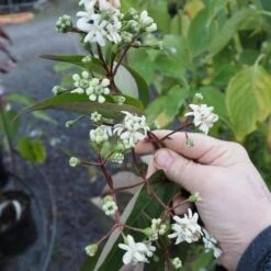 Heptacodium Miconioides -Eco Nest Store Heptacodium miconiodes