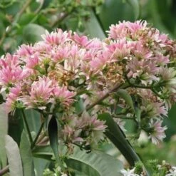 Heptacodium Miconioides -Eco Nest Store Heptacodium miconioides 03