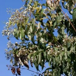 Heptacodium Miconioides -Eco Nest Store Heptacodium miconioides 06