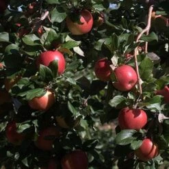 Apple Honeycrisp -Eco Nest Store Honeycrisp04