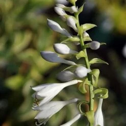 Hosta Blue Angel -Eco Nest Store Hosta Blue Angel 02