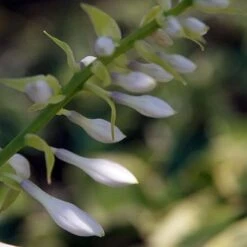 Hosta Blue Angel -Eco Nest Store Hosta Blue Angel 03
