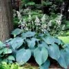 Hosta Blue Angel 1 Hosta Blue Angel -Eco Nest Store Hosta Blue Angel 04