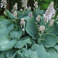 Hosta Blue Angel -Eco Nest Store Hosta Blue Angel 05