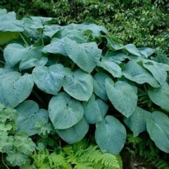 Hosta Blue Angel -Eco Nest Store Hosta Blue Angel 06