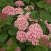 Hydrangea Arborescens Pink Annabelle -Eco Nest Store HydranegaPinkAnnabelle