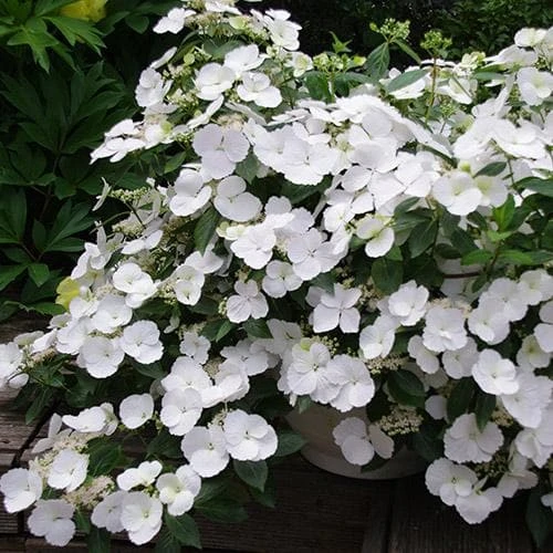 Hydrangea Macrophylla Runaway Bride 3 Hydrangea Macrophylla Runaway Bride