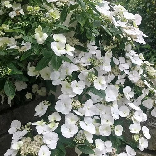 Hydrangea Macrophylla Runaway Bride 5 Hydrangea Macrophylla Runaway Bride - Image 3