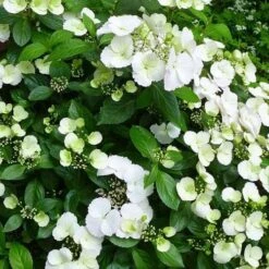 Hydrangea Macrophylla Runaway Bride 9 Hydrangea Macrophylla Runaway Bride -Eco Nest Store Hydrangea Runaway Bride 04