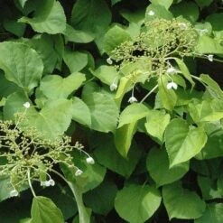 Hydrangea Anomala Brookside Littleleaf -Eco Nest Store Hydrangea anomala Brookside Little Leaf 04