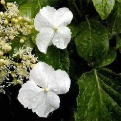 Hydrangea Anomala Brookside Littleleaf -Eco Nest Store Hydrangea anomala Brookside Little Leaf 05