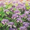 Hydrangea Aspera Anthony Bullivant -Eco Nest Store Hydrangea aspera Anthony Bullivant 01