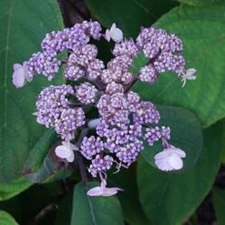 Hydrangea Aspera Anthony Bullivant -Eco Nest Store Hydrangea aspera Anthony Bullivant 04