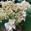 Hydrangea Involucrata Yokudanka -Eco Nest Store Hydrangea inv. Yokudanka 01