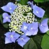 Hydrangea Macrophylla Blaumeise (Bluetit) -Eco Nest Store Hydrangea mac. Blaumeise 01