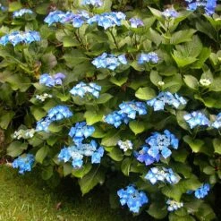 Hydrangea Macrophylla Blaumeise (Bluetit) -Eco Nest Store Hydrangea mac. Blaumeise 02