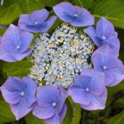 Hydrangea Macrophylla Blaumeise (Bluetit) -Eco Nest Store Hydrangea mac. Blaumeise 03
