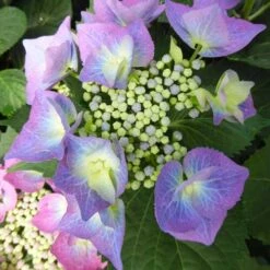 Hydrangea Macrophylla Blaumeise (Bluetit) -Eco Nest Store Hydrangea mac. Blaumeise 05