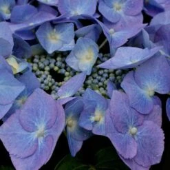 Hydrangea Macrophylla Blaumeise (Bluetit) -Eco Nest Store Hydrangea mac. Blaumeise 06