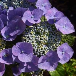 Hydrangea Macrophylla Blaumeise (Bluetit) -Eco Nest Store Hydrangea mac. Blaumeise 08