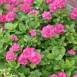 Hydrangea Macrophylla Red Baron -Eco Nest Store Hydrangea mac. Red Baron 04