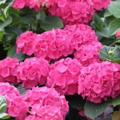 Hydrangea Macrophylla Red Baron -Eco Nest Store Hydrangea mac. Red Baron 05
