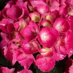 Hydrangea Macrophylla Red Baron -Eco Nest Store Hydrangea mac. Red Baron 06