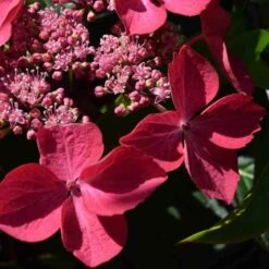 Hydrangea Macrophylla Selina 8 Hydrangea Macrophylla Selina -Eco Nest Store Hydrangea mac. Selina 02