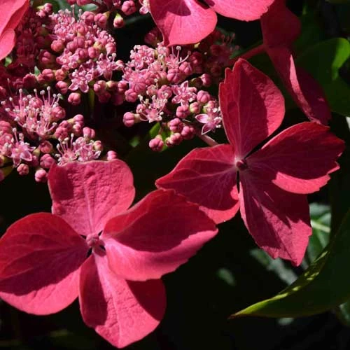 Hydrangea Macrophylla Selina 5 Hydrangea Macrophylla Selina - Image 3