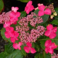 Eco Nest Store 30 Hydrangea Macrophylla Selina