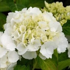 Hydrangea Macrophylla Shakira® -Eco Nest Store Hydrangea macrophylla Shakira 02