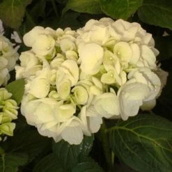 Hydrangea Macrophylla Shakira® -Eco Nest Store Hydrangea macrophylla Shakira 03