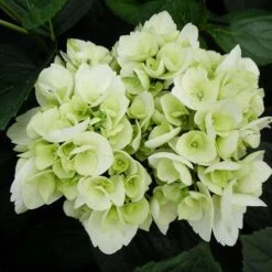 Hydrangea Macrophylla Shakira® -Eco Nest Store Hydrangea macrophylla Shakira 04