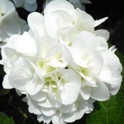 Hydrangea Macrophylla Shakira® -Eco Nest Store Hydrangea macrophylla Shakira 06