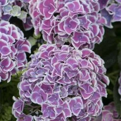 Hydrangea Macrophylla Tivoli -Eco Nest Store Hydrangea macrophylla Tivoli 02