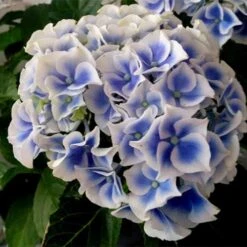 Hydrangea Macrophylla Tivoli -Eco Nest Store Hydrangea macrophylla Tivoli 04