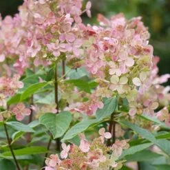 Hydrangea Paniculata Early Sensation -Eco Nest Store Hydrangea pan. Early Sensation 04