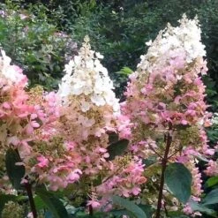 Hydrangea Paniculata Pinky Winky -Eco Nest Store Hydrangea pan. Pinky Winky 03