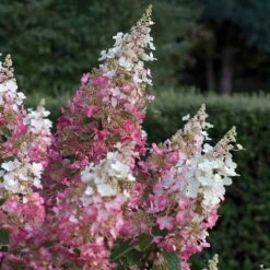 Hydrangea Paniculata Pinky Winky -Eco Nest Store Hydrangea pan. Pinky Winky 05