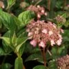 Hydrangea Serrata Mount Aso -Eco Nest Store Hydrangea serrata Mt Aso 02