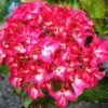 Hydrangea Macrophylla Red Angel -Eco Nest Store HydrangeaBlackDiamondRedAngel