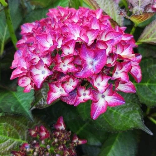 Hydrangea Macrophylla Red Angel Purple 3 Hydrangea Macrophylla Red Angel Purple