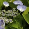 Hydrangea Macrophylla Bläuling (Bluebird)