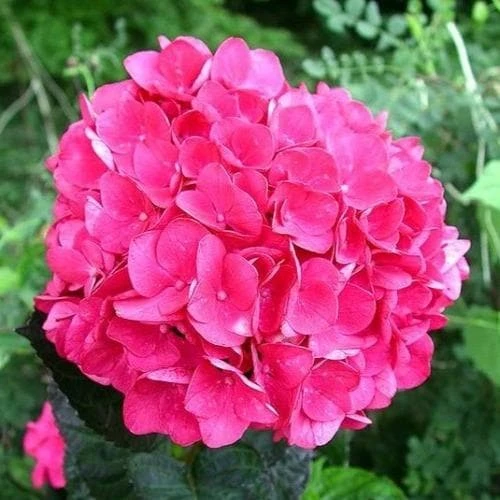 Hydrangea Macrophylla Merveille Sanguine 3 Hydrangea Macrophylla Merveille Sanguine