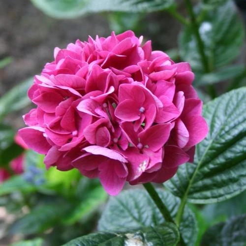 Hydrangea Macrophylla Merveille Sanguine 4 Hydrangea Macrophylla Merveille Sanguine - Image 2