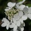 Hydrangea Paniculata Angel's Blush -Eco Nest Store Hydrangea paniculata Angels Blush 1zz