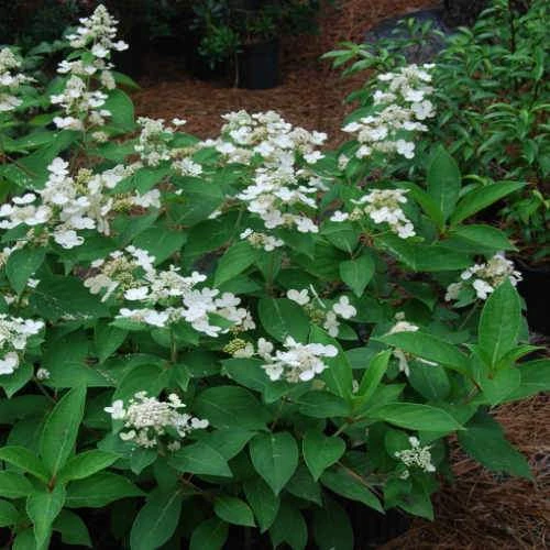 Hydrangea Paniculata Dharuma 4 Hydrangea Paniculata Dharuma - Image 2