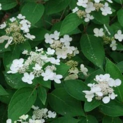 Hydrangea Paniculata Dharuma 8 Hydrangea Paniculata Dharuma -Eco Nest Store Hydrangea paniculata Dharuma02