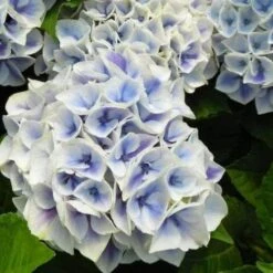 Hydrangea Macrophylla Candy Heart Blue -Eco Nest Store HydrangeamacrophyllaCandyHeartBlue