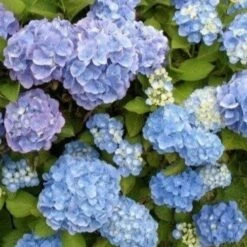 Eco Nest Store -Eco Nest Store HydrangeamacrophyllaCandyHeartBlue2